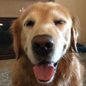 Meet your Posher, Bridget